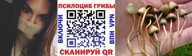 Галлюциногенные грибы прущие грибы  Пересвет 